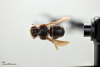 Media type: image;   Entomology 791855 Aspect: habitus dorsal view